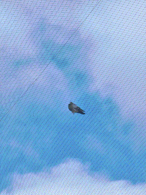 a silly blue bar rock dove chilling on the nets that protect the garden area of a b&q. what a power move